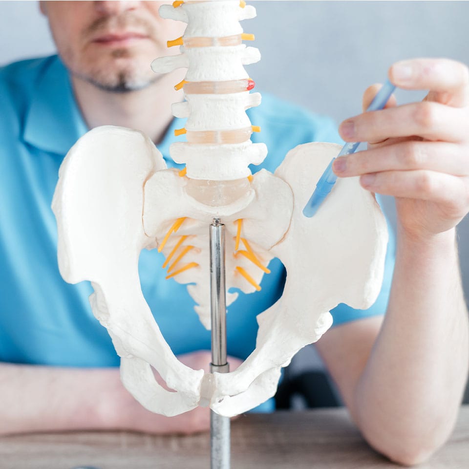 Male doctor's hand pointing at the sacroiliac joint on skeleton spine model close-up